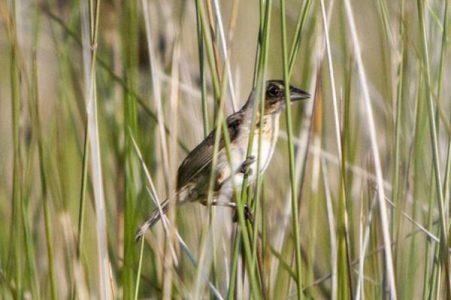 scientists-find-land-based-birds-affected-by-deepwater-horizon-oil-spill