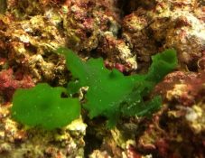 Seaweed in the order Palmophyllales, such as the specimen shown here, live at great depth. Emma Marris, May 2016