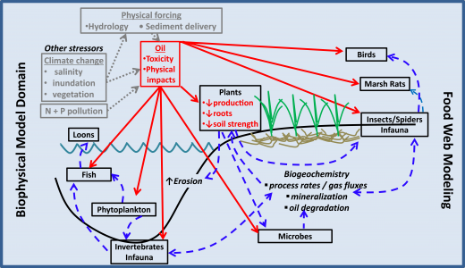 BiophysicalModelDomain